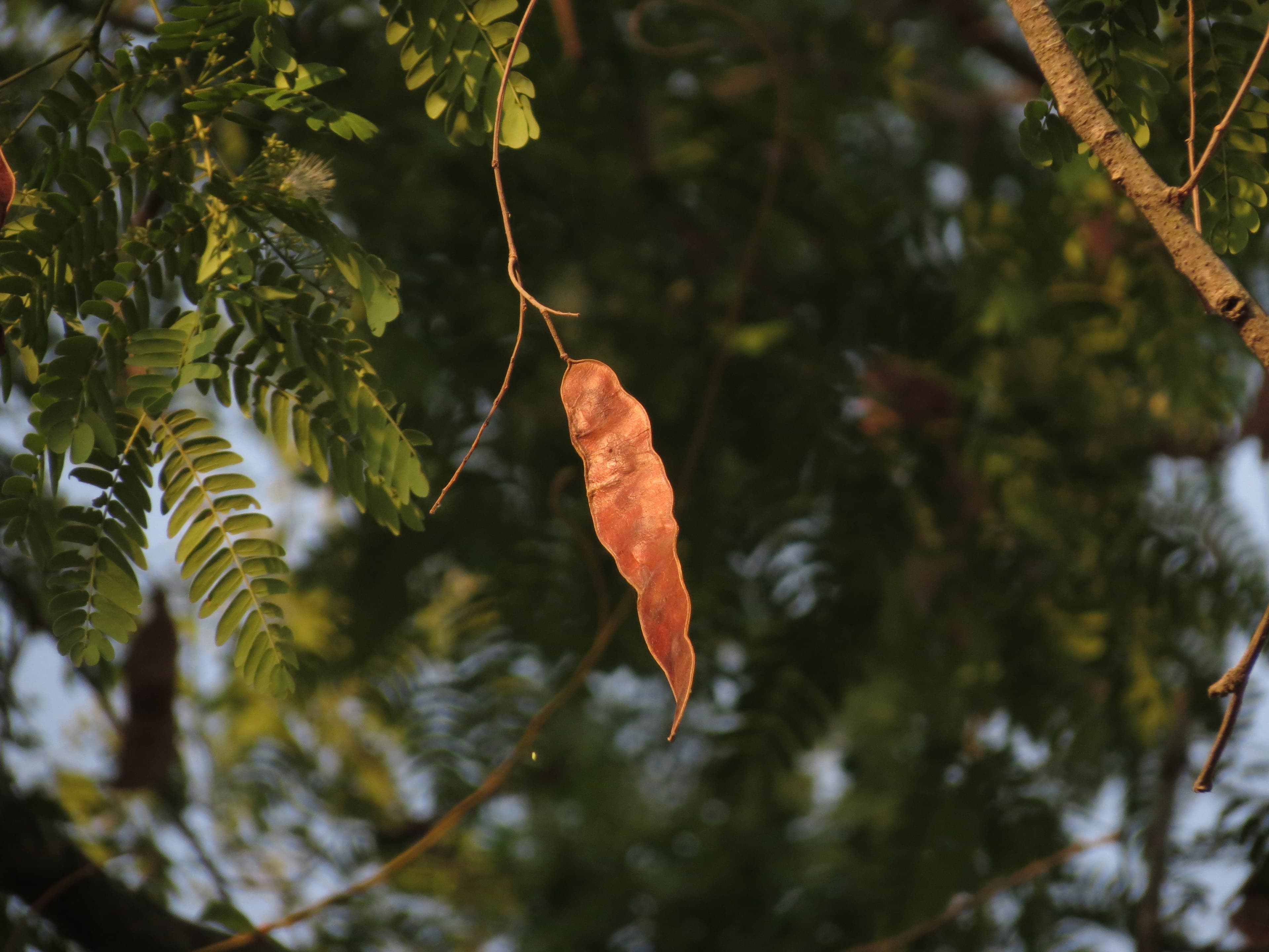 Albizia odoratissima Black Siris Seeds
