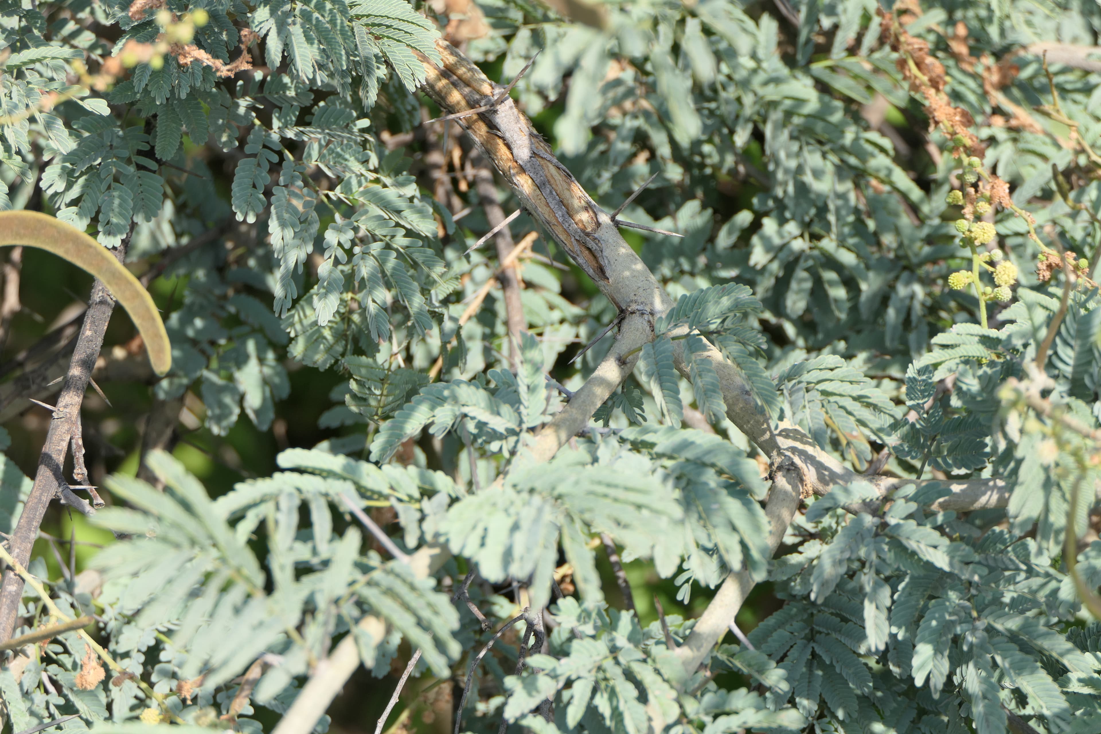 Acacia leucophloea White-Bark Acacia Seeds