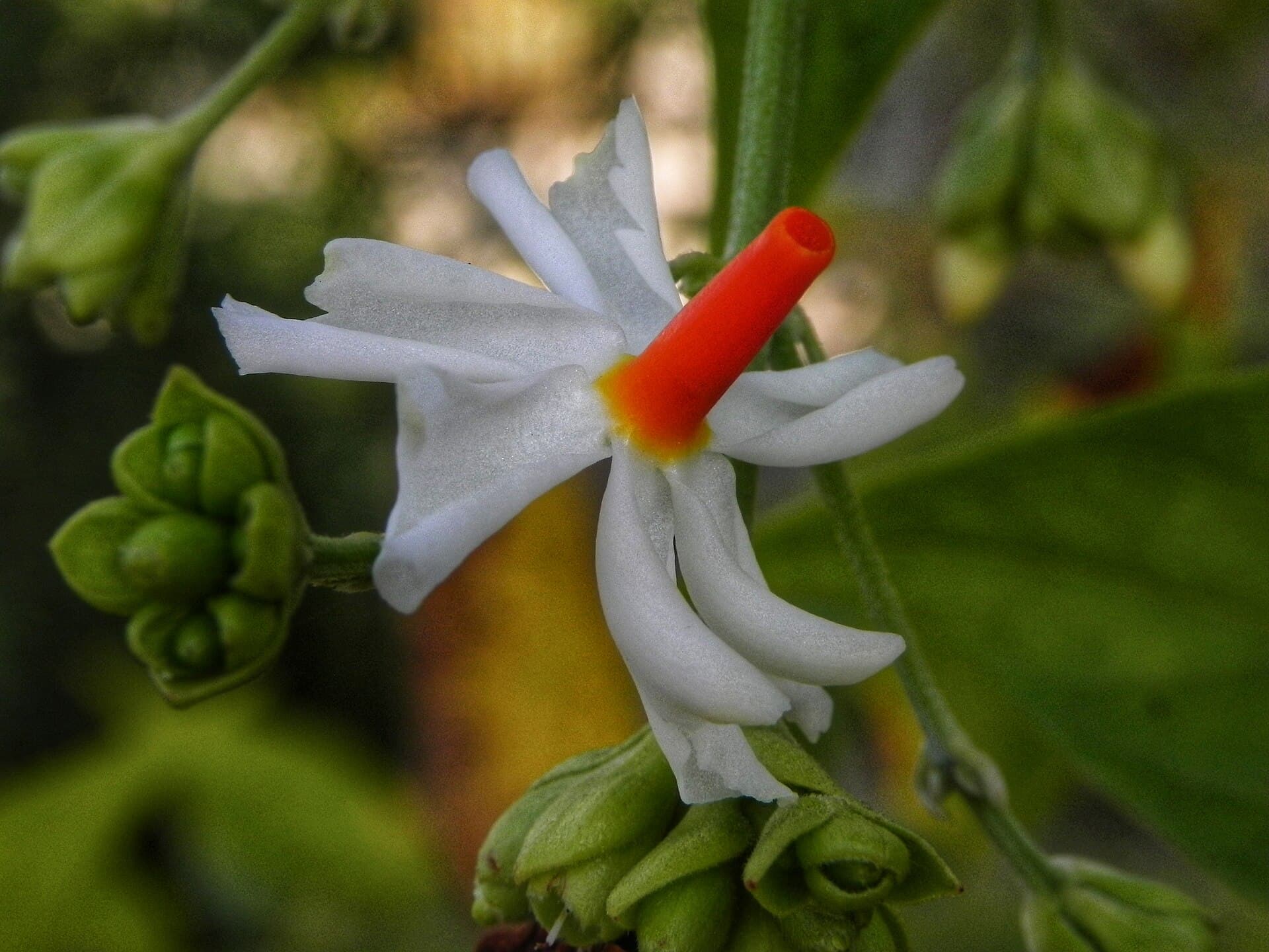 Nyctanthes arbor-tristis Night-Flowering Jasmine Seeds