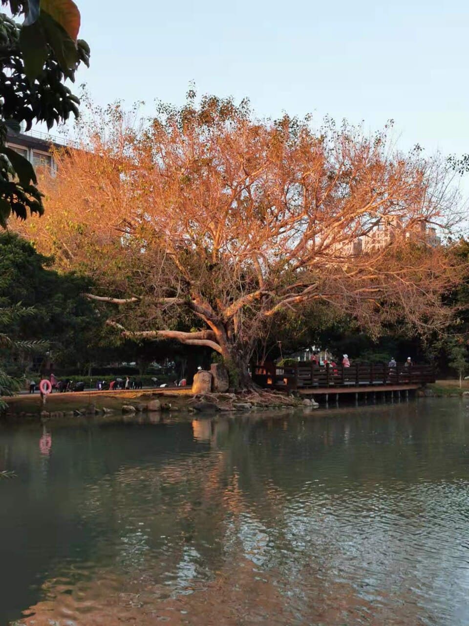 Ficus religiosa Peepal Tree Seeds