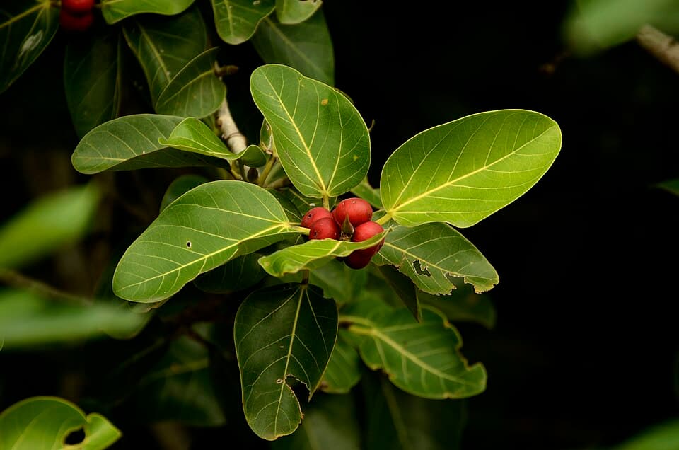 Ficus benghalensis Banyan Tree Seeds