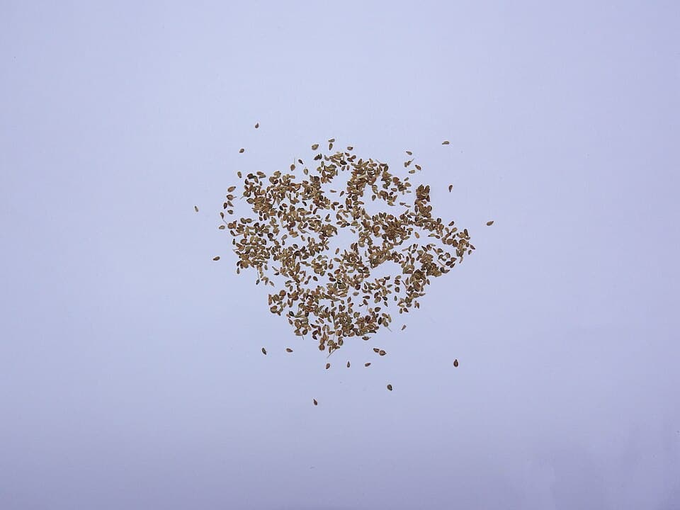 Trachyspermum ammi Ajwain Seeds