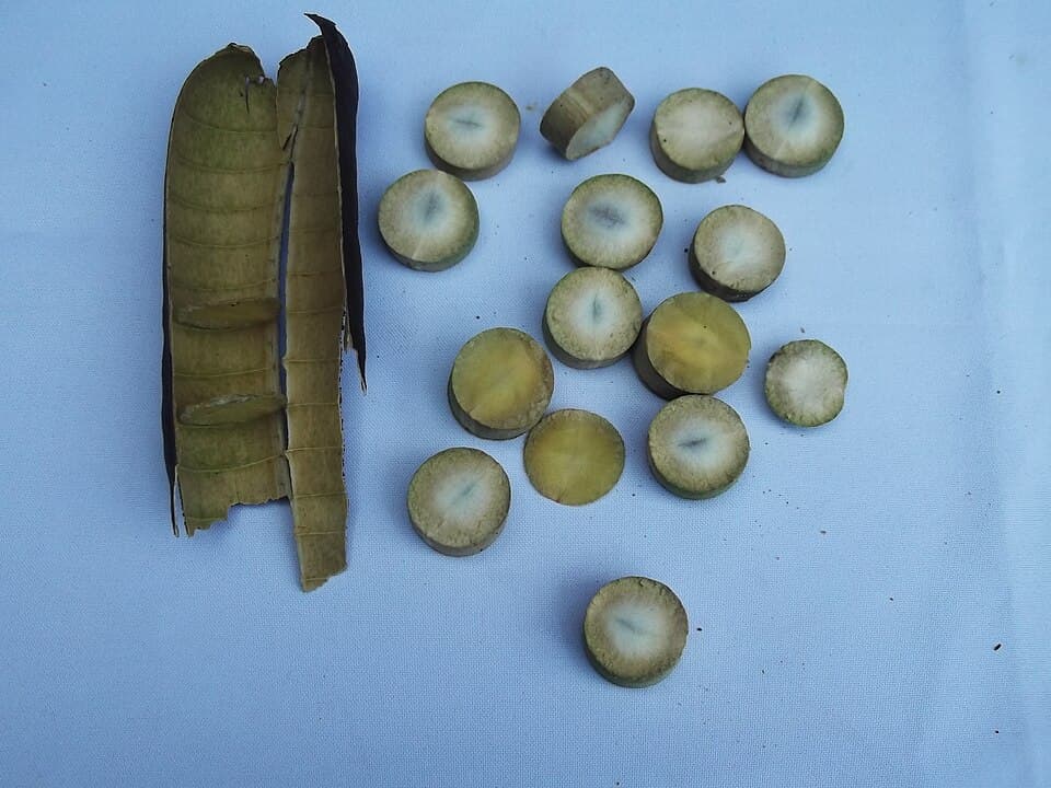 Cassia roxburghii Red Cassia Seeds
