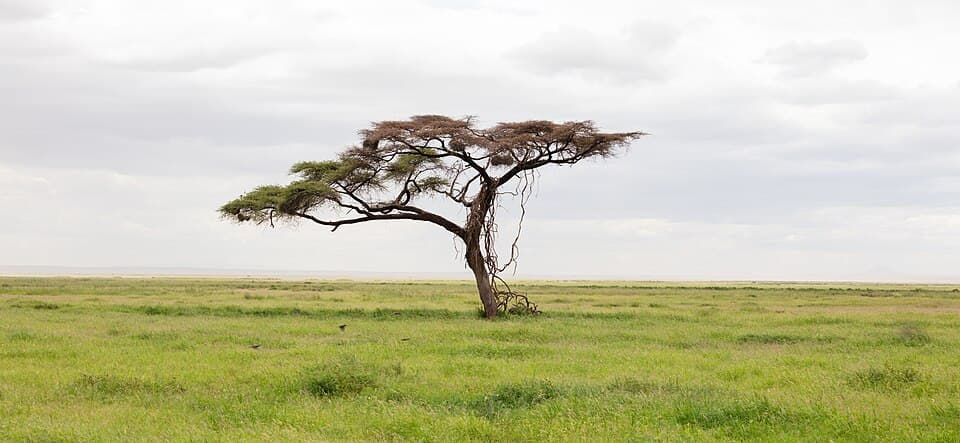 Vachellia tortilis Umbrella Thorn Seeds