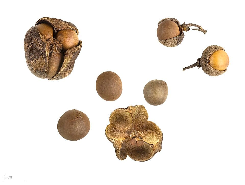 Camellia sinensis Tea Plant Seeds