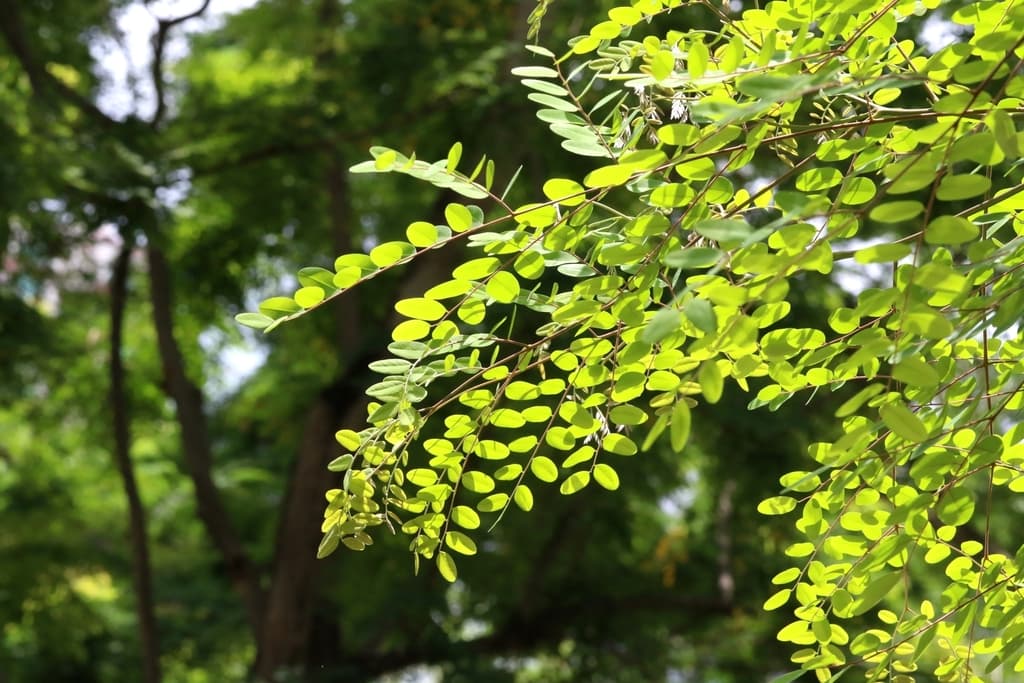 Adenanthera microsperma Red Sandalwood Seeds