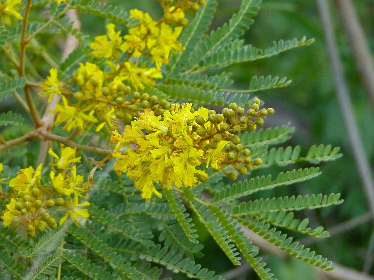 Peltophorum africanum Weeping Wattle Seeds