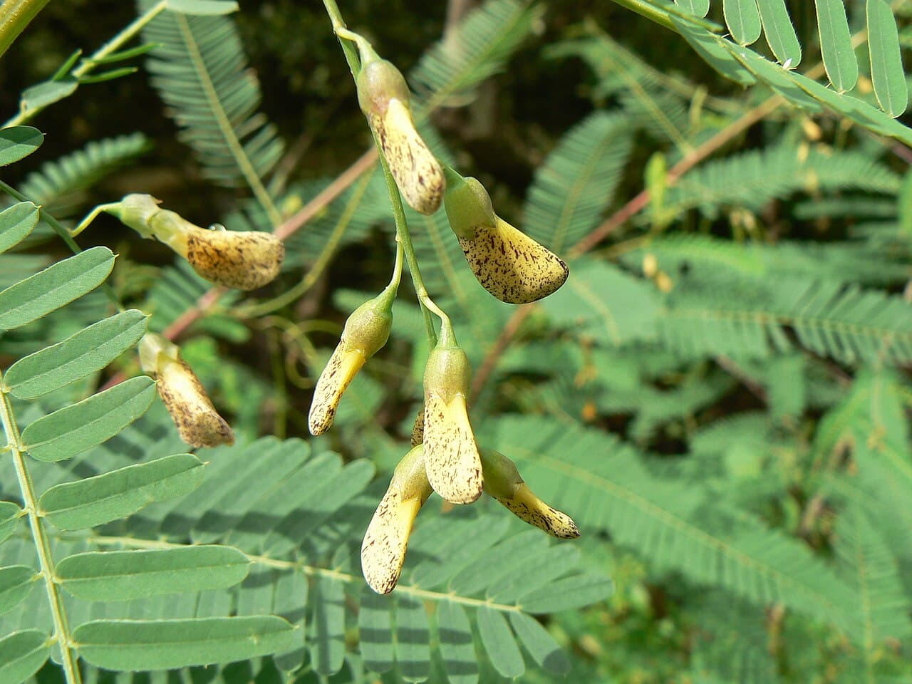 Sesbania sesban Egyptian Riverhemp Seeds
