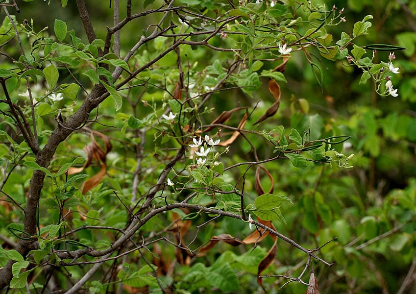 Wrightia tinctoria Sweet Indrajao Seeds