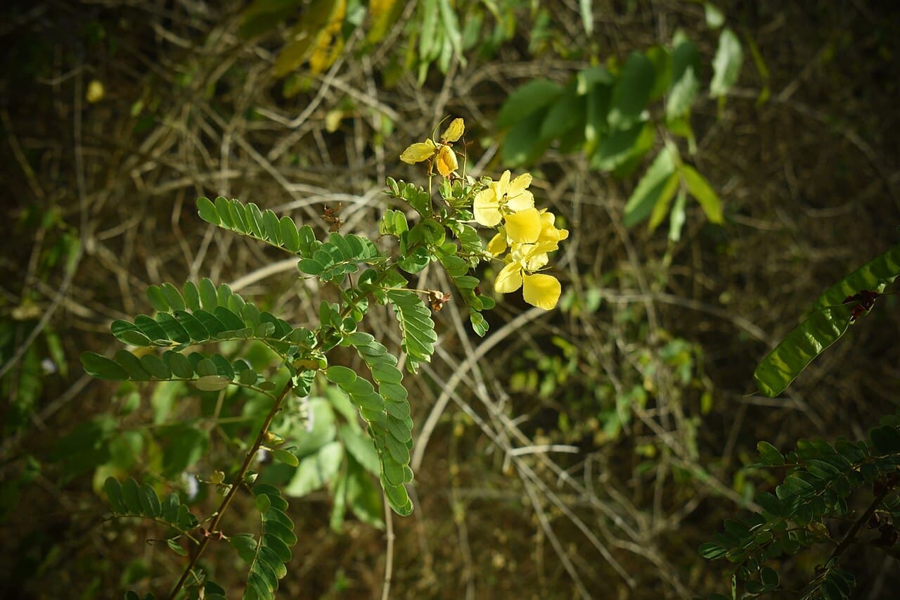 Senna auriculata Tanner's Cassia Seeds