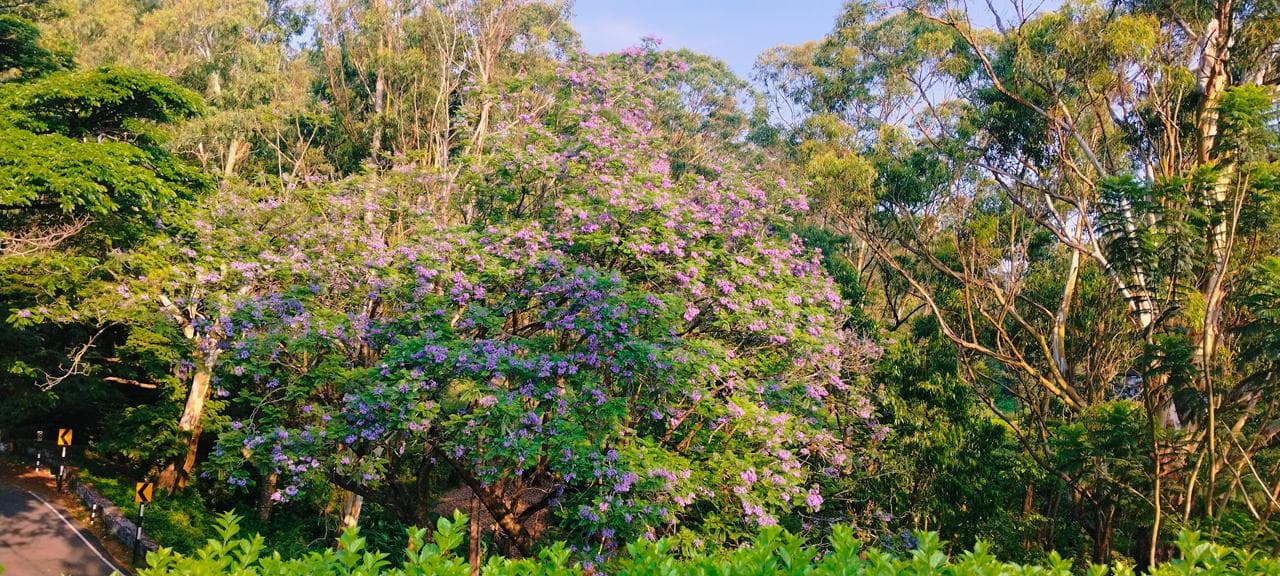 Jacaranda mimosifolia Blue Jacaranda Seeds