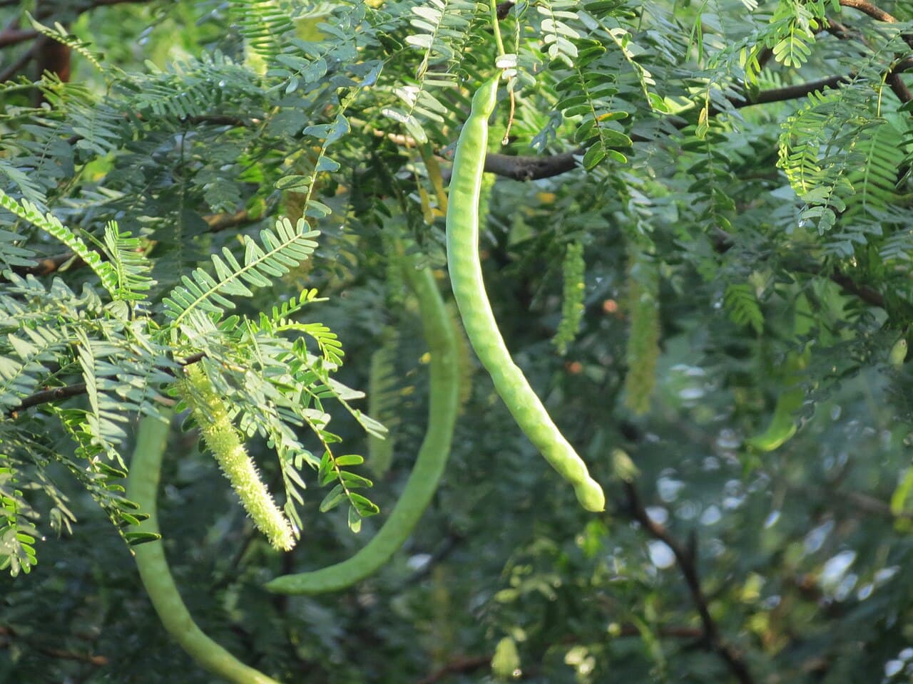 Prosopis cineraria Khejri Tree Seeds