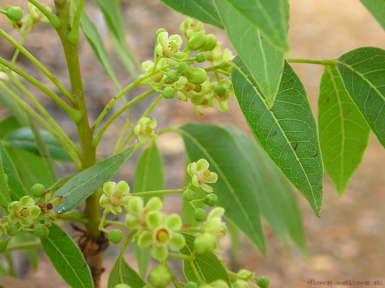 Swietenia mahagoni West Indian Mahogany Seeds