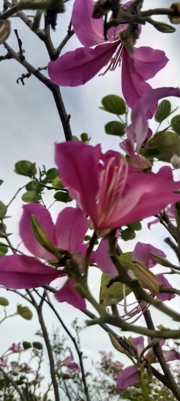 Bauhinia purpurea Purple Orchid Tree Seeds