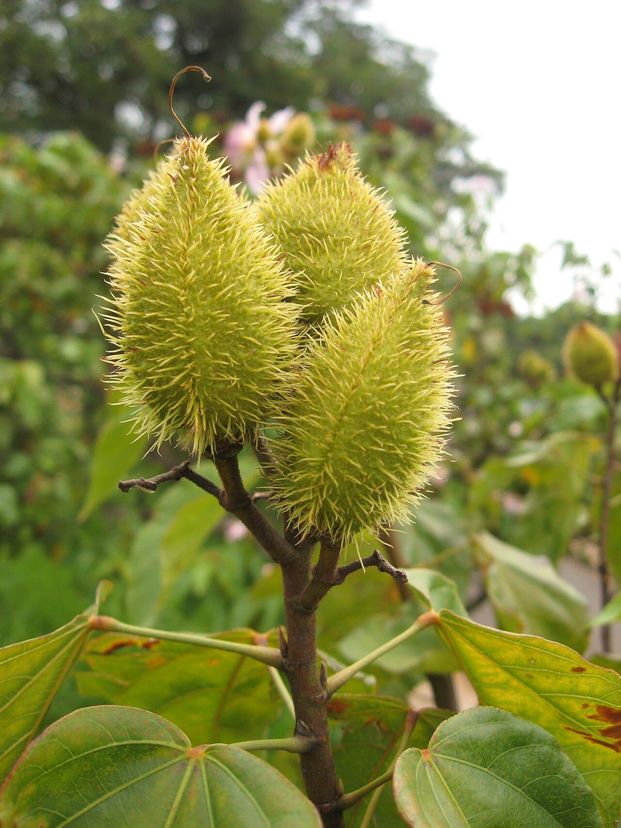 Bixa orellana Annatto Seeds