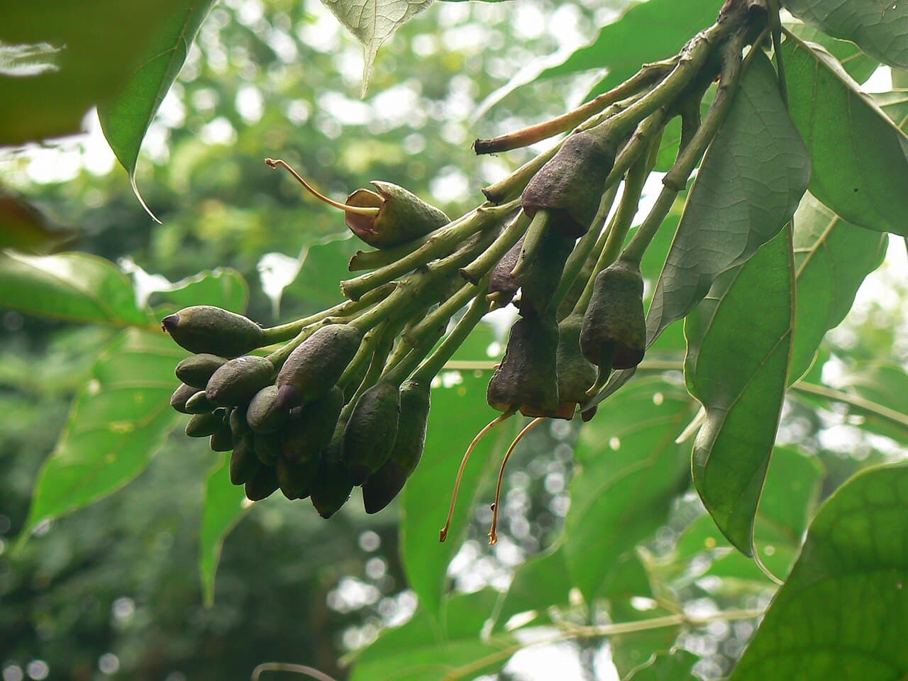 Oroxylum indicum Indian Trumpet Tree Seeds