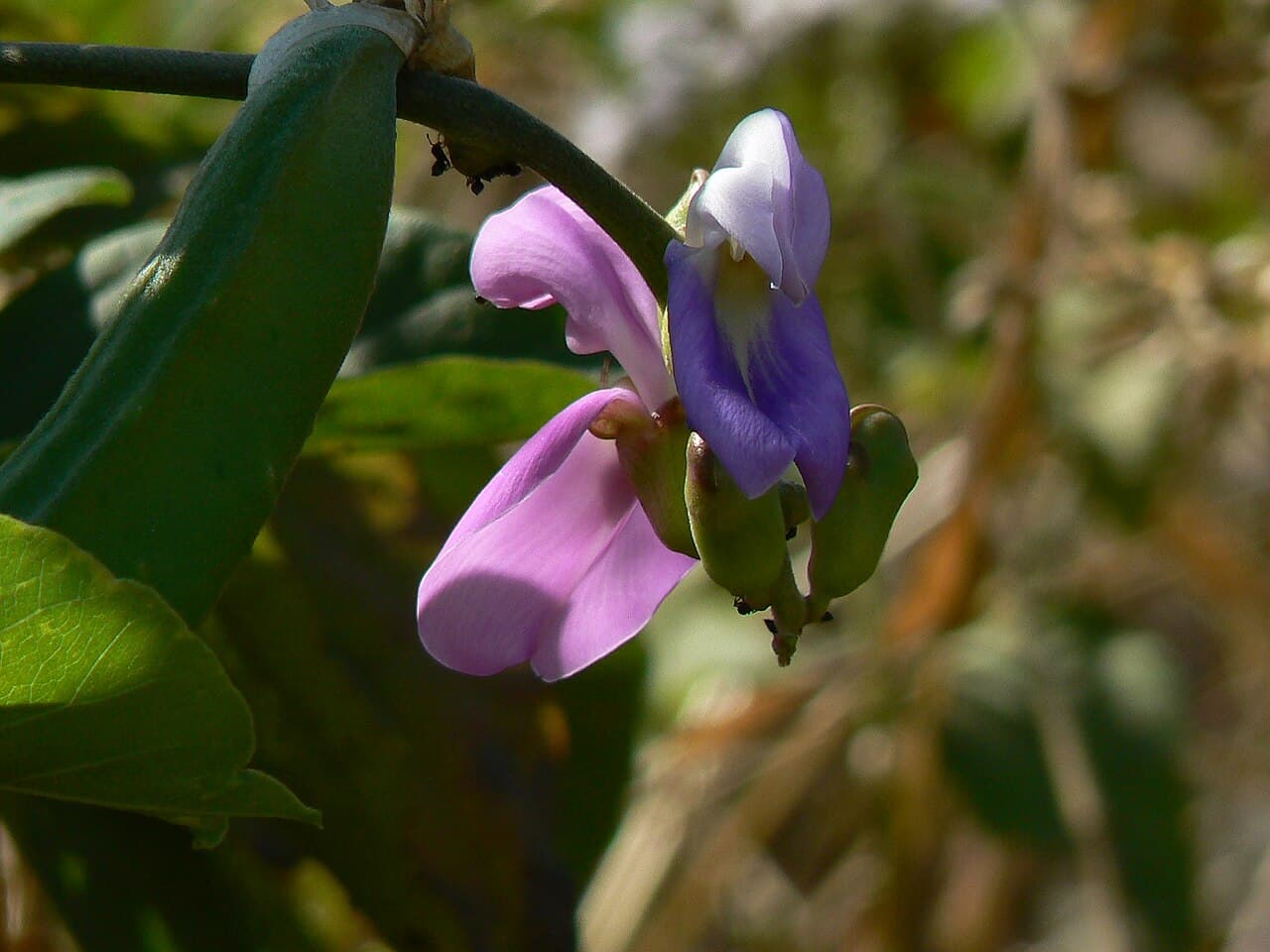 Canavalia gladiata Sword Bean Seeds