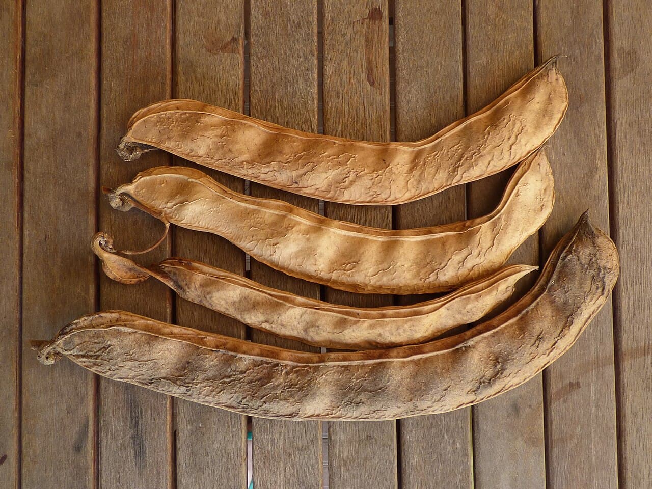 Canavalia gladiata Sword Bean Seeds