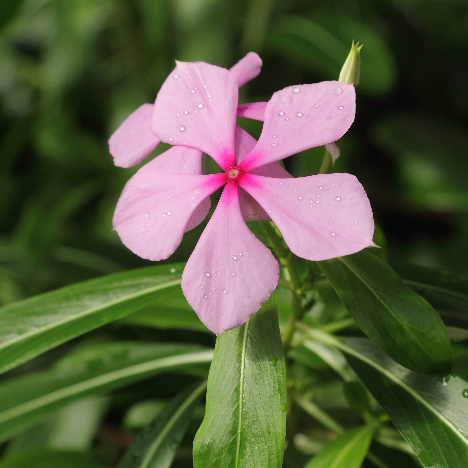 Catharanthus roseus Madagascar Periwinkle Seeds