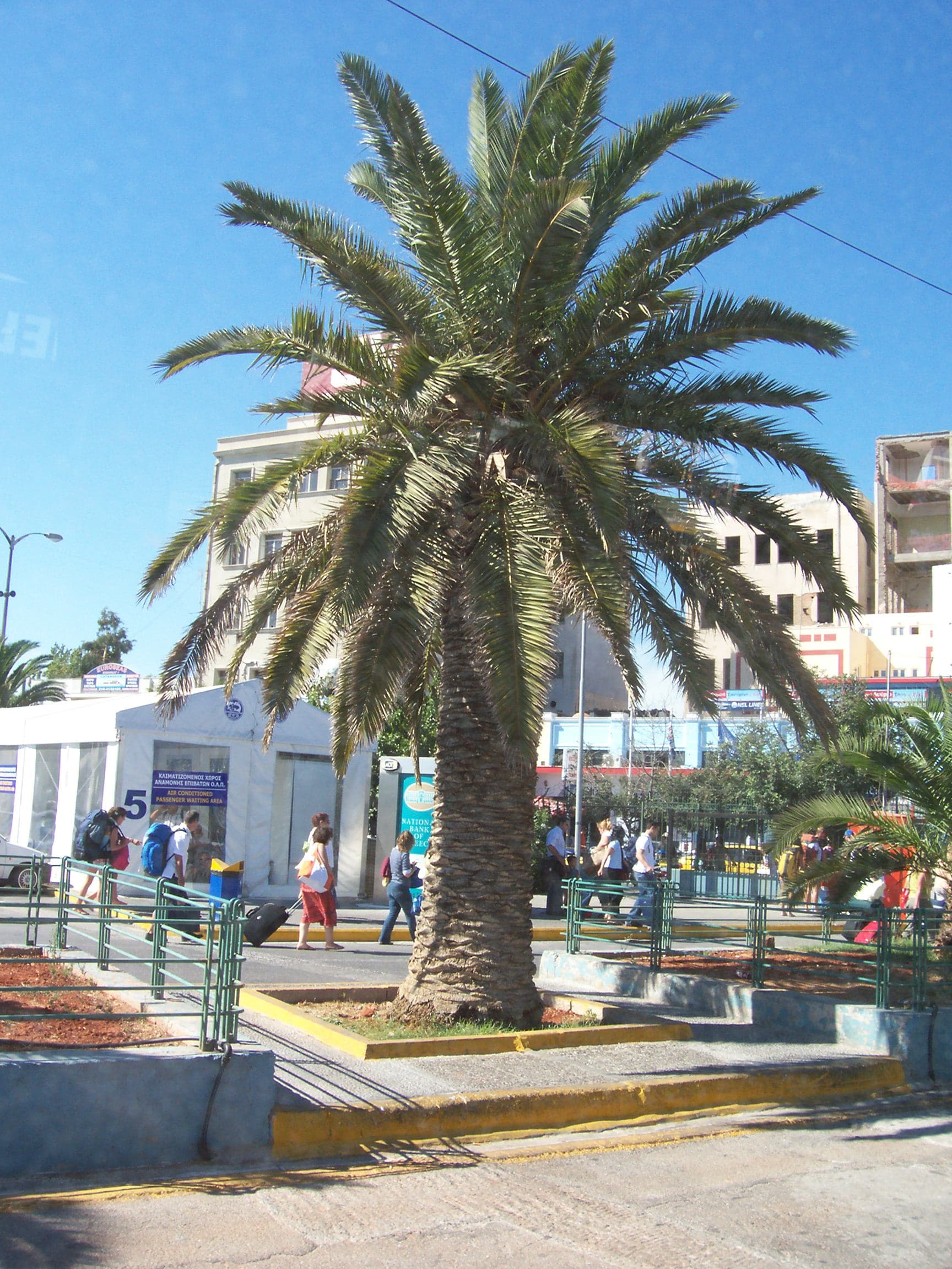 Phoenix canariensis Seeds