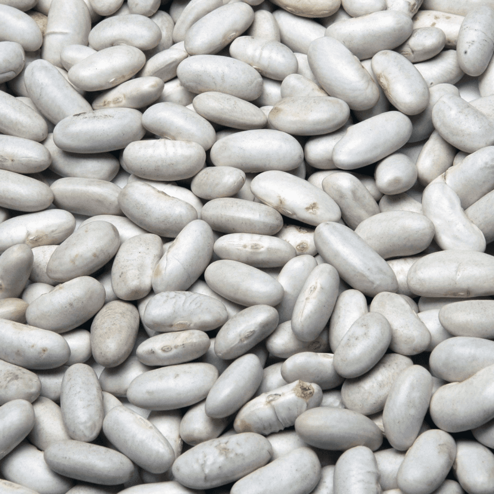 White beans rajma Seeds