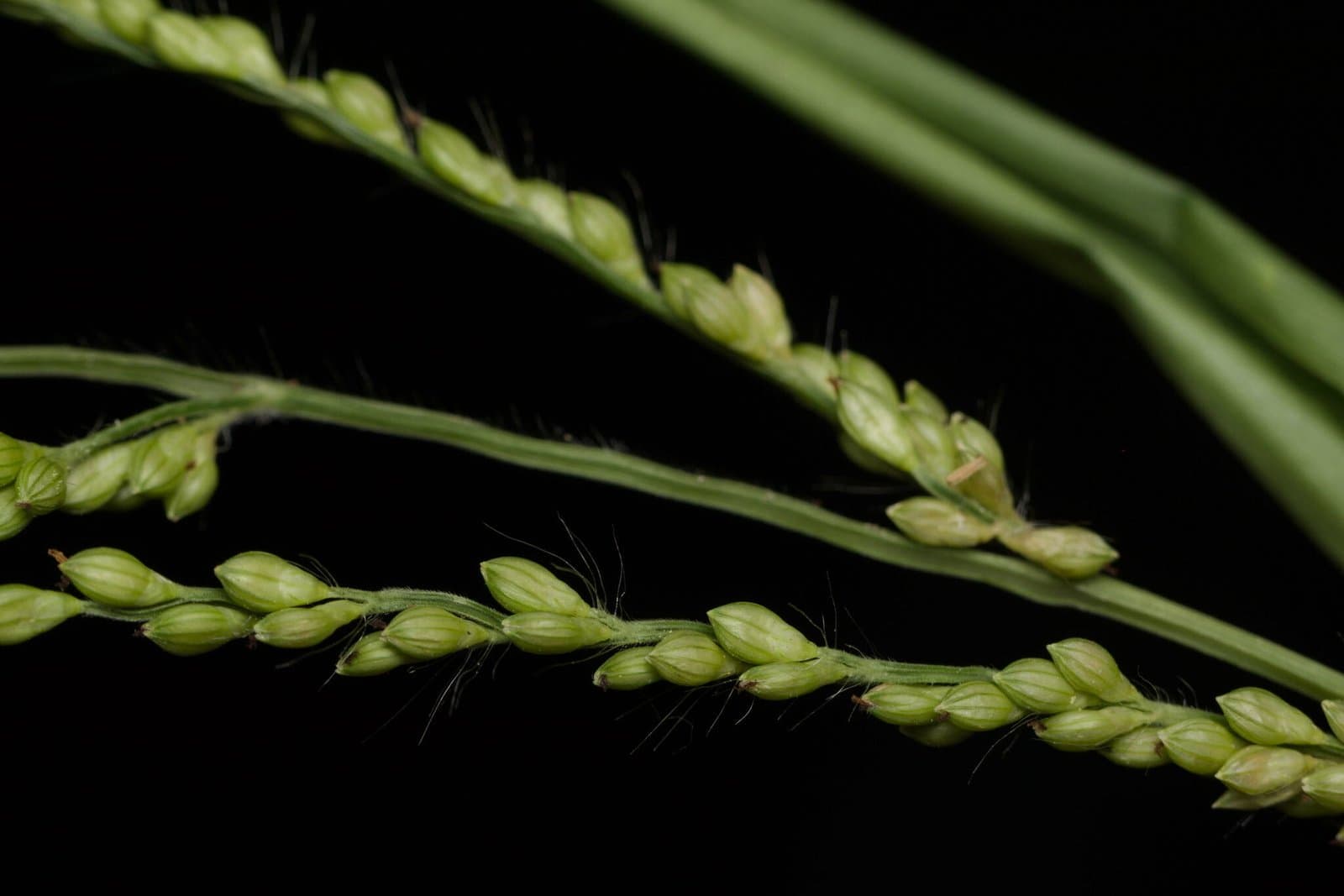 Brown top Millet Seeds