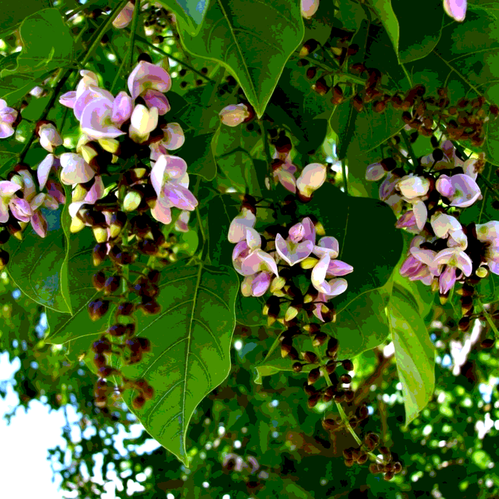 Pongamia Pinnata, Karanj Seeds