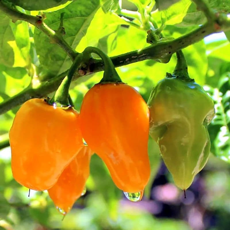 Hot pepper Trinidad Perfume Seeds