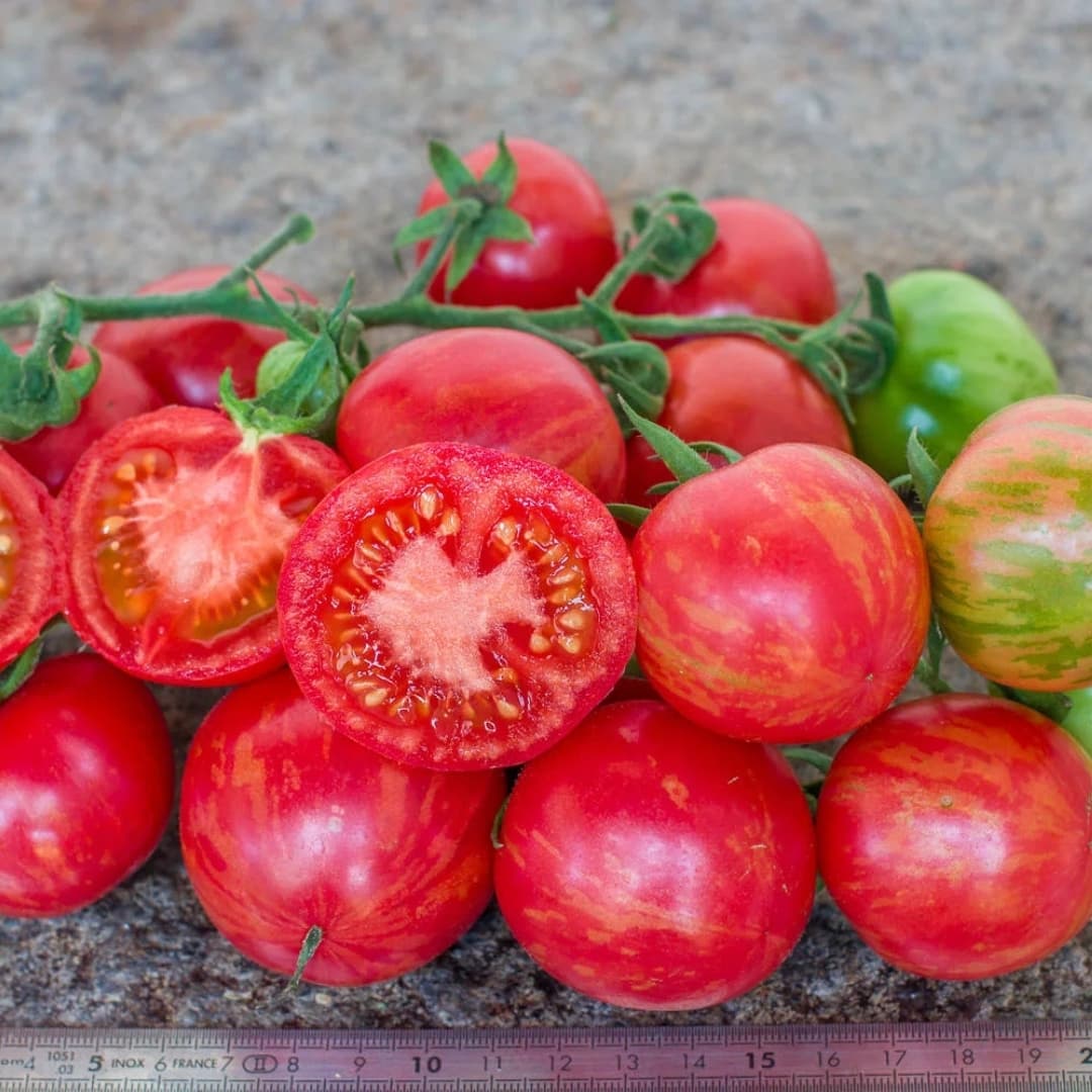 Tomato Strawberry tiger, Tigerella Seeds