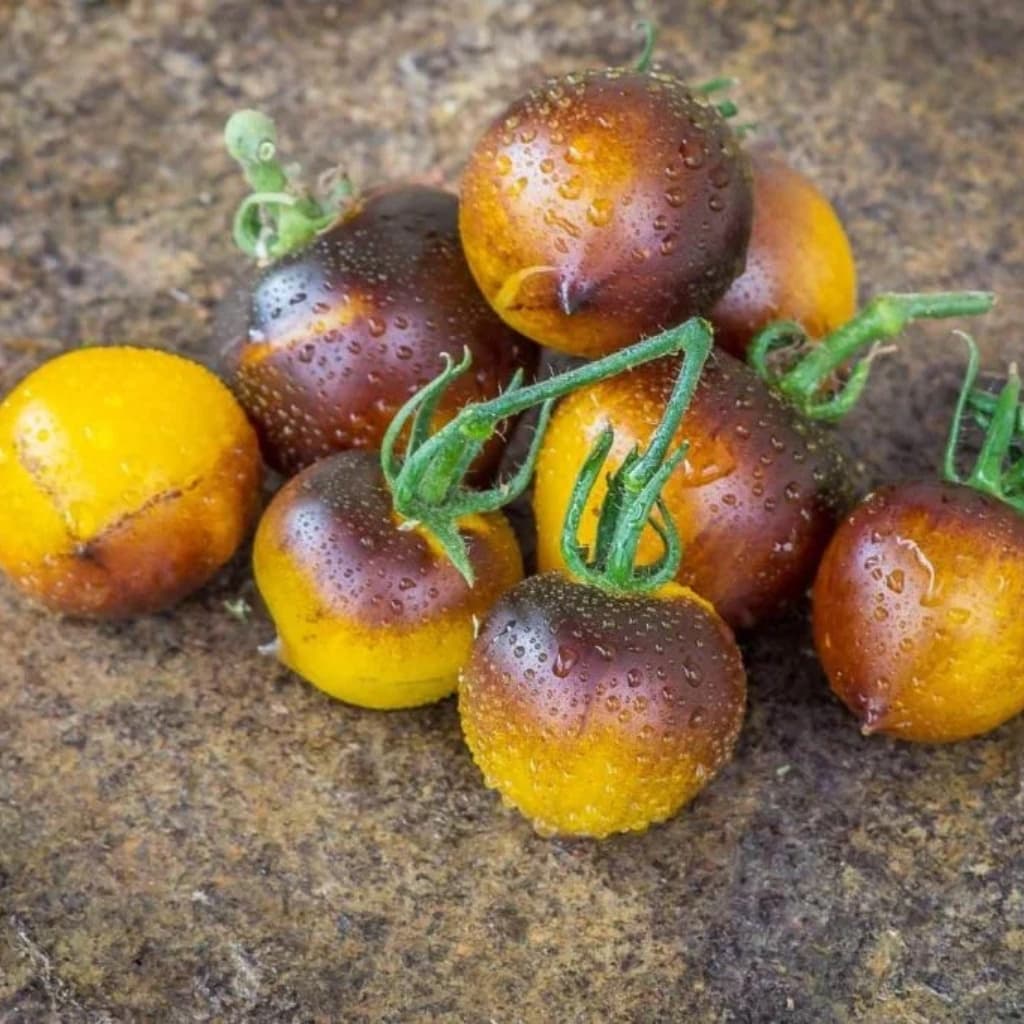 Tomato H-34 Rot Yellow Seeds