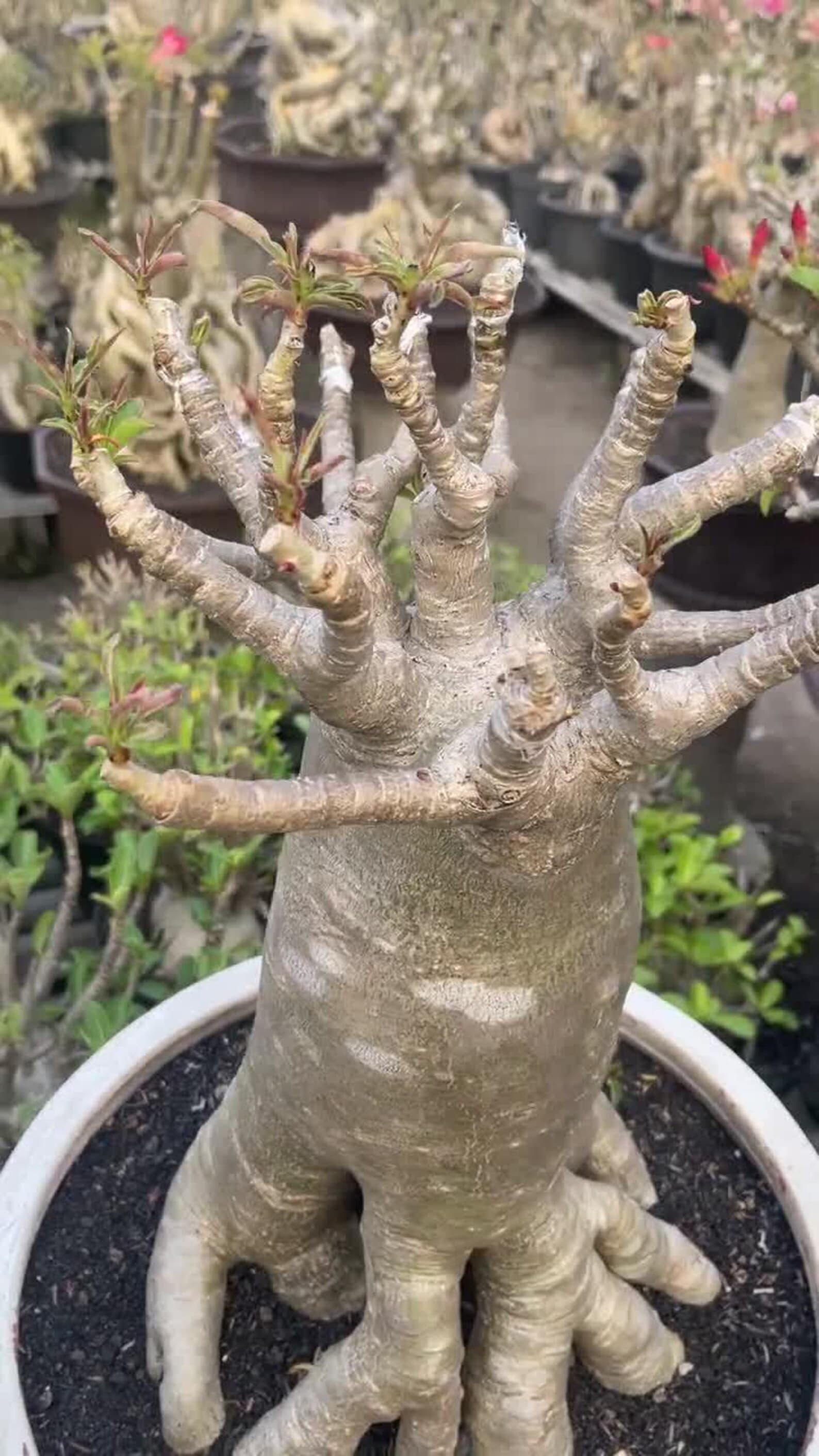 Adenium Thai Soco Wang Dork Dok Seeds