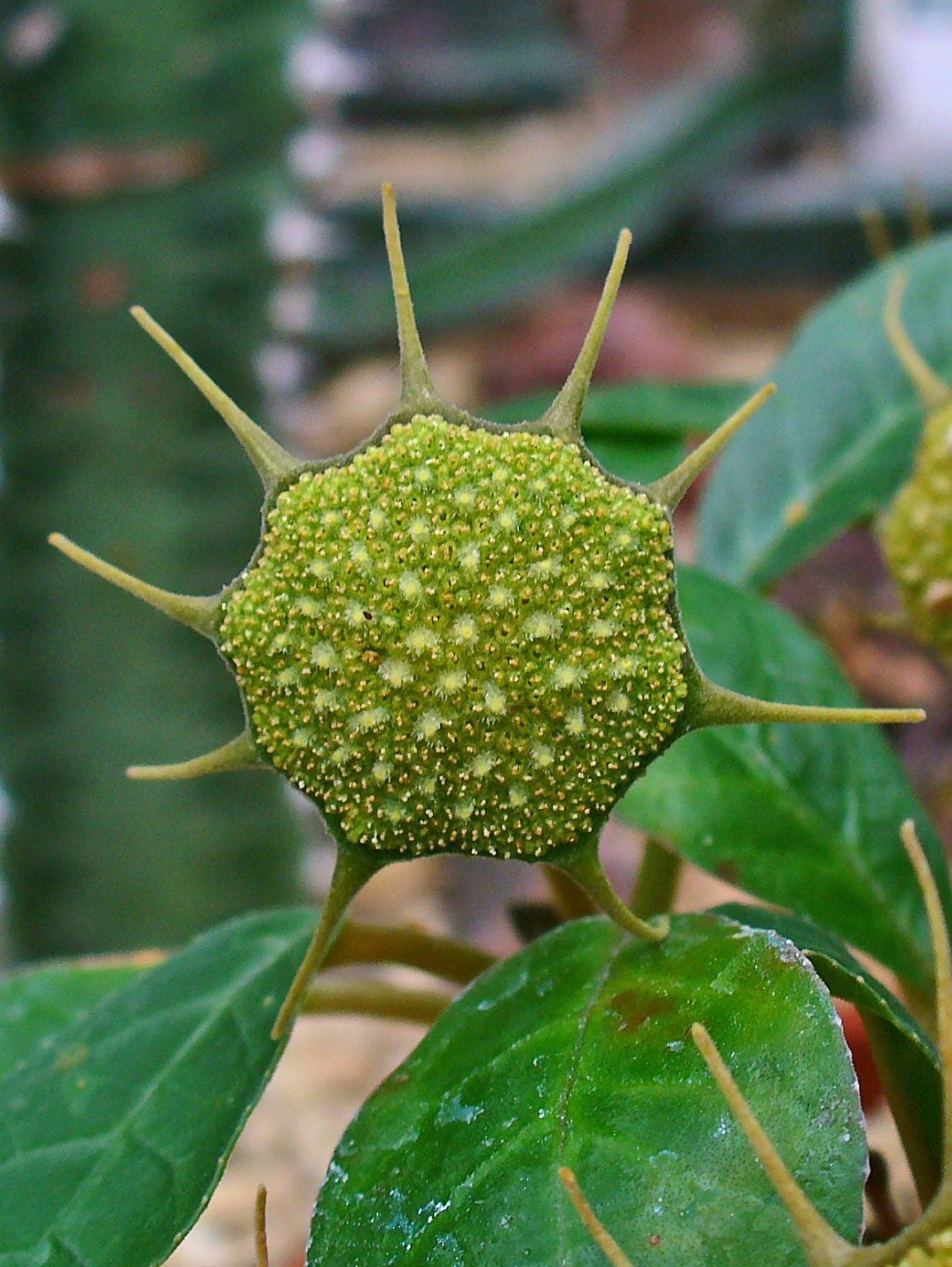 Dorstenia crispa Seeds