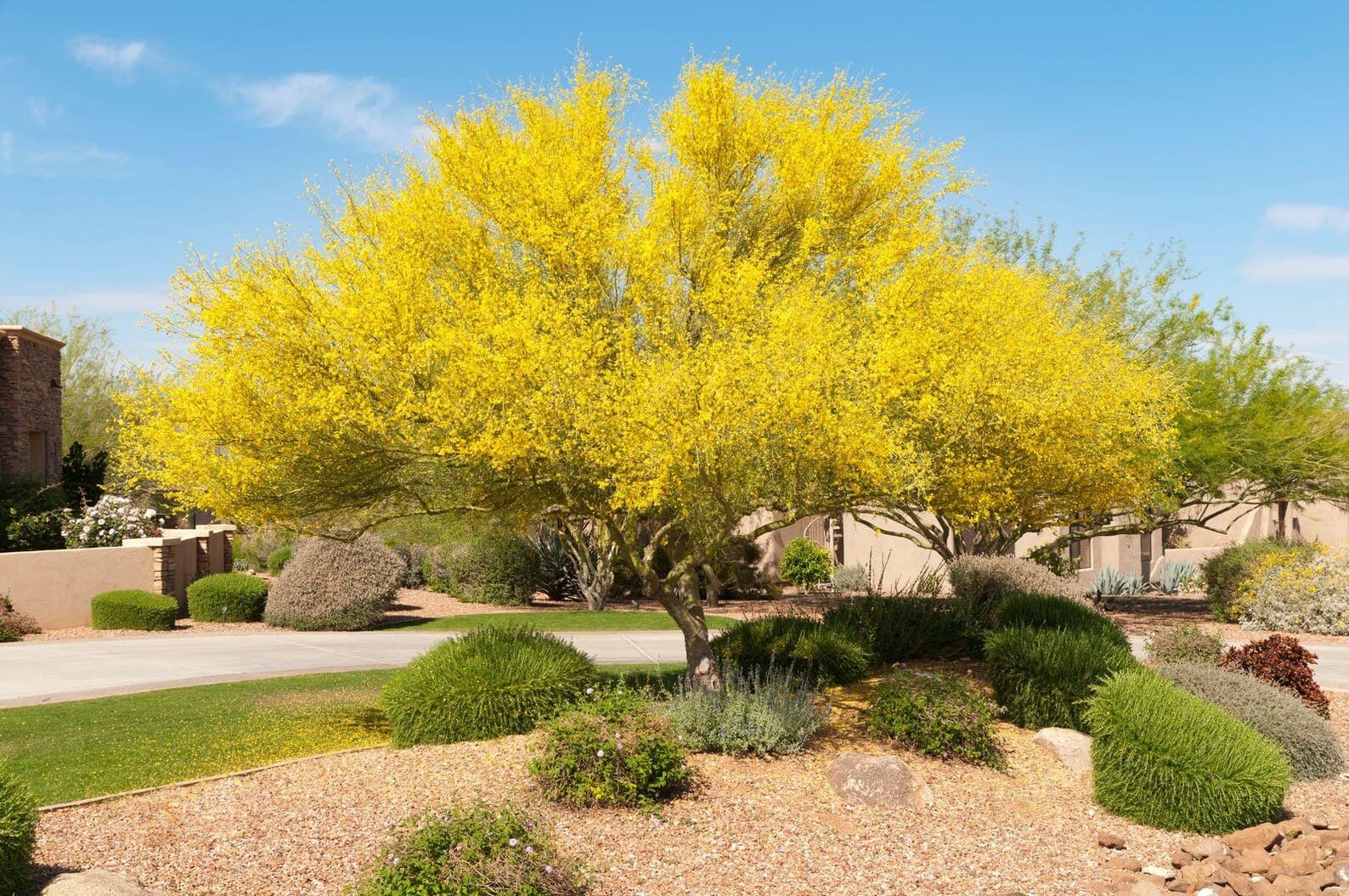 Parkinsonia aculeata Jerusalem Thorn Seeds