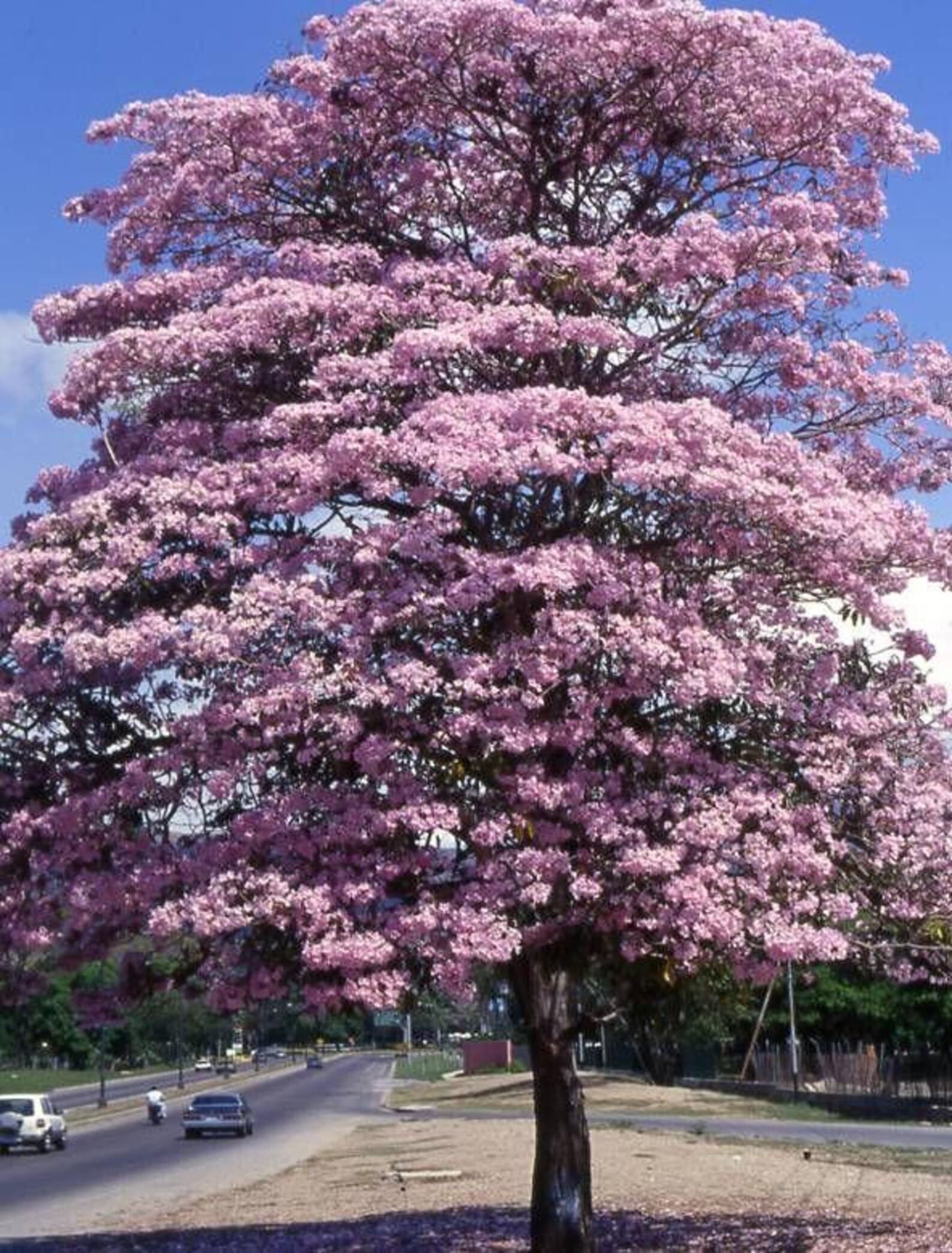 Tabebuia rosea Pink Trumpet Tree Seeds