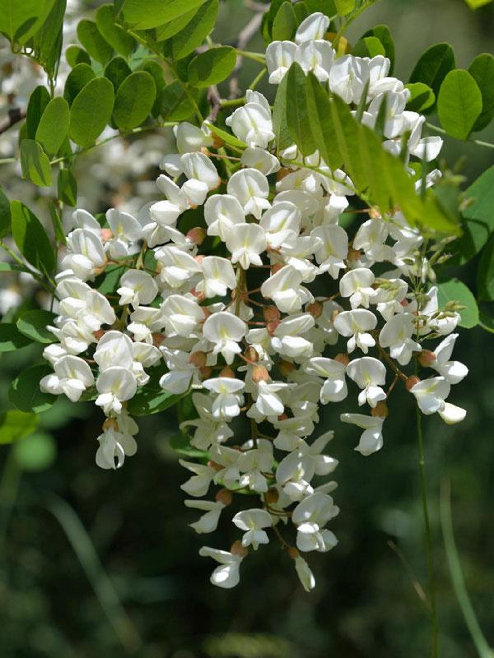 Robinia pseudoacacia Black Locust Seeds