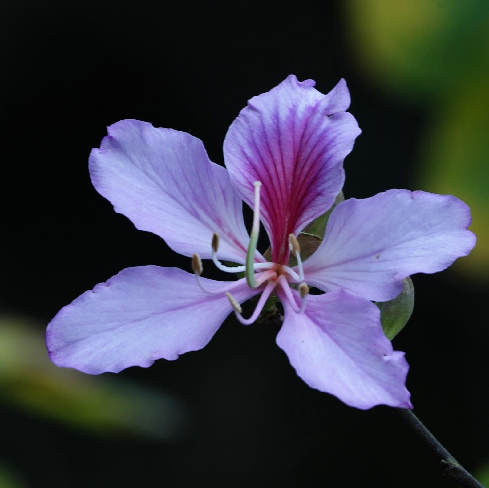Bauhinia variegata Orchid Tree Seeds