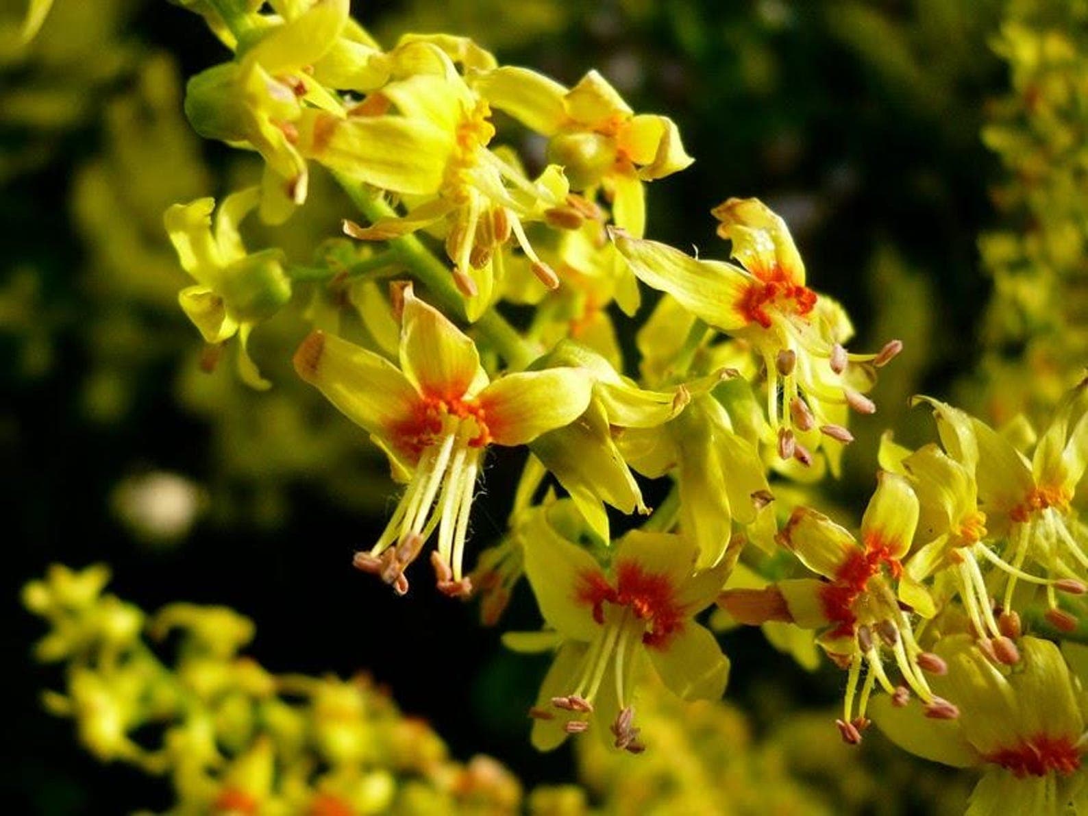 Koelreuteria paniculata Golden Rain Tree Seeds