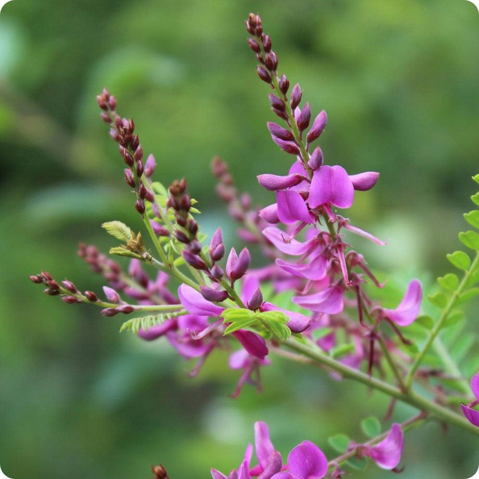 Indigofera tinctoria True Indigo Seeds
