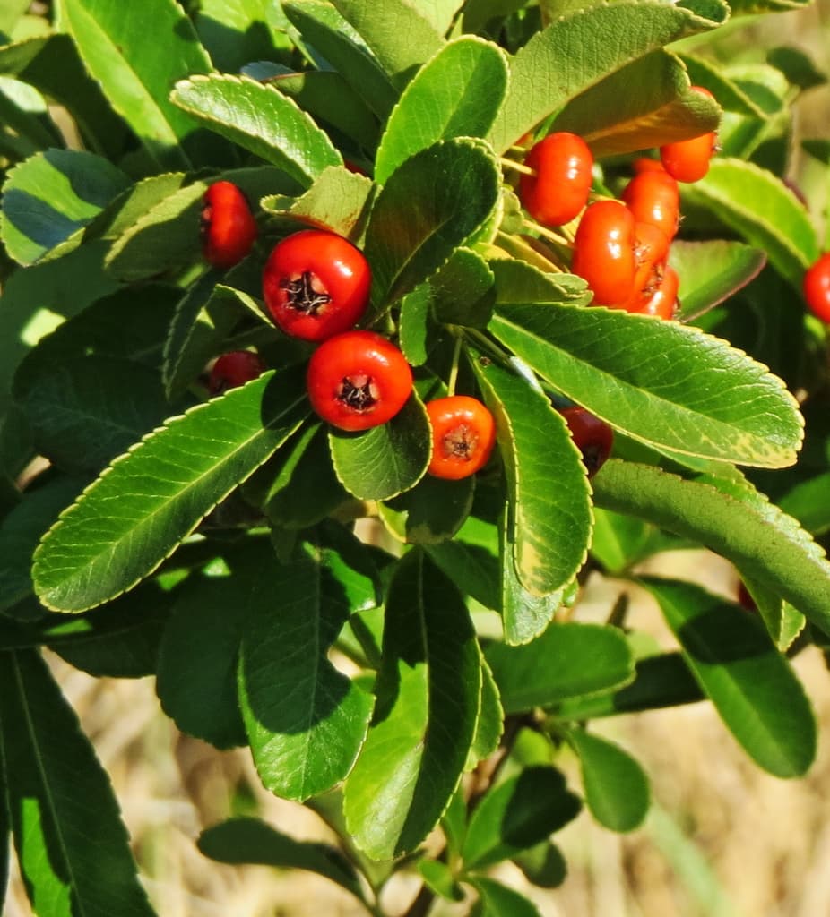 Pyracantha crenulata, Himalayan firethorn Seeds