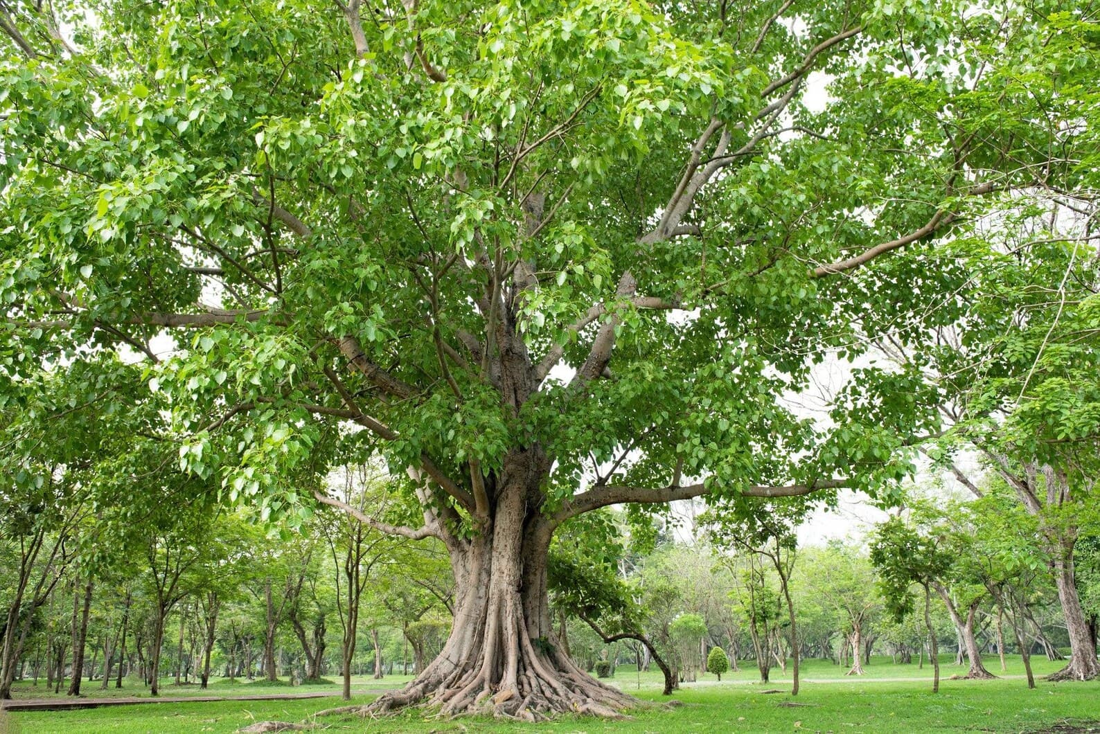 Ficus religiosa Peepal Tree Seeds