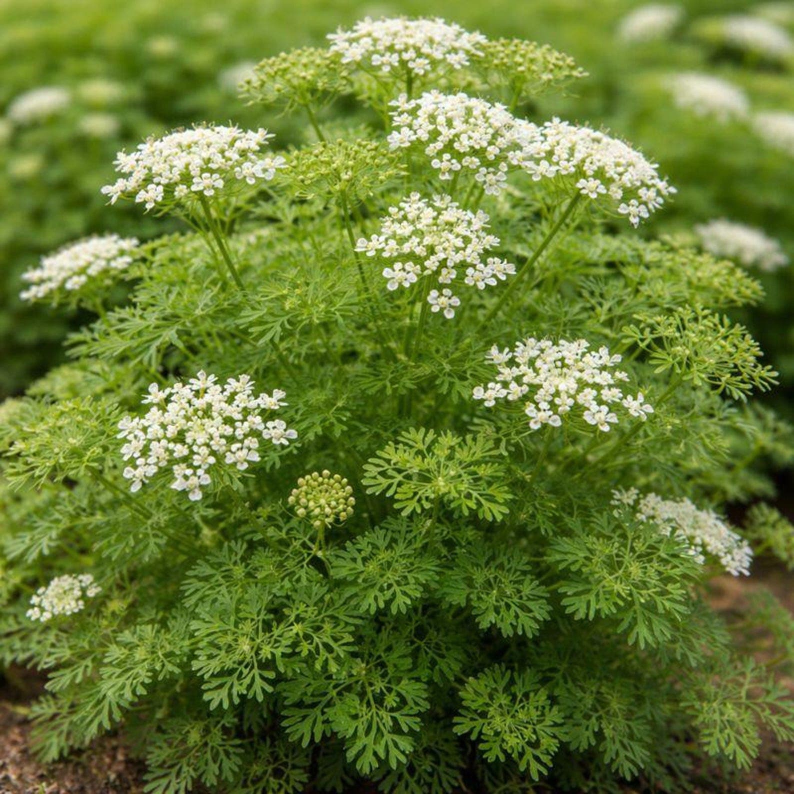 Trachyspermum ammi Ajwain Seeds