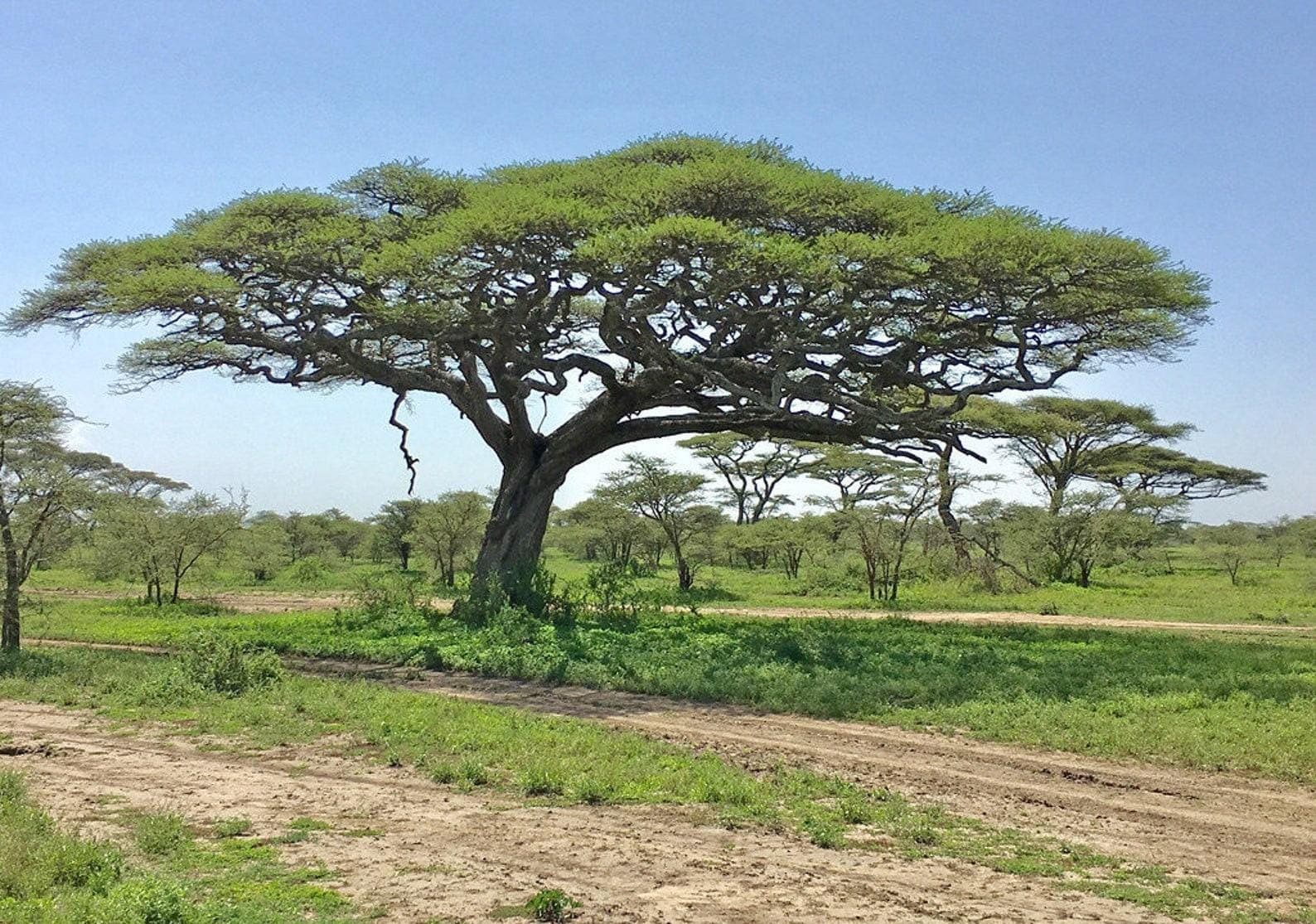 Vachellia tortilis Umbrella Thorn Seeds