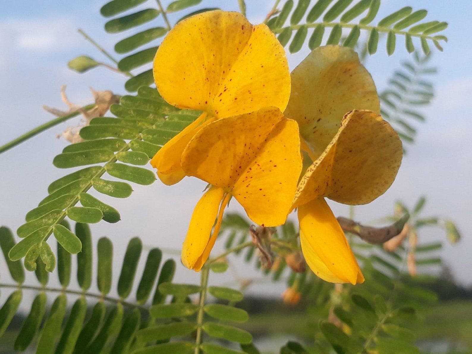Sesbania sesban Egyptian Riverhemp Seeds