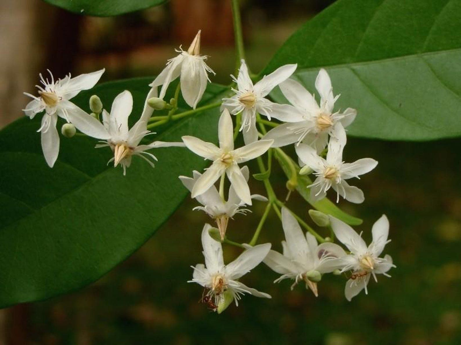 Wrightia tinctoria Sweet Indrajao Seeds