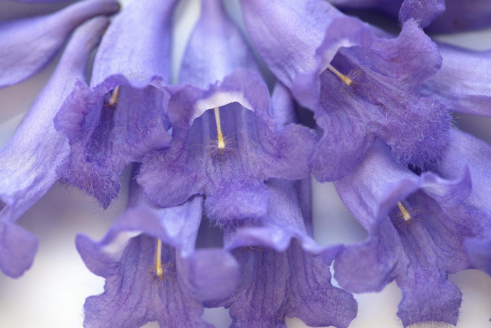 Jacaranda mimosifolia Blue Jacaranda Seeds