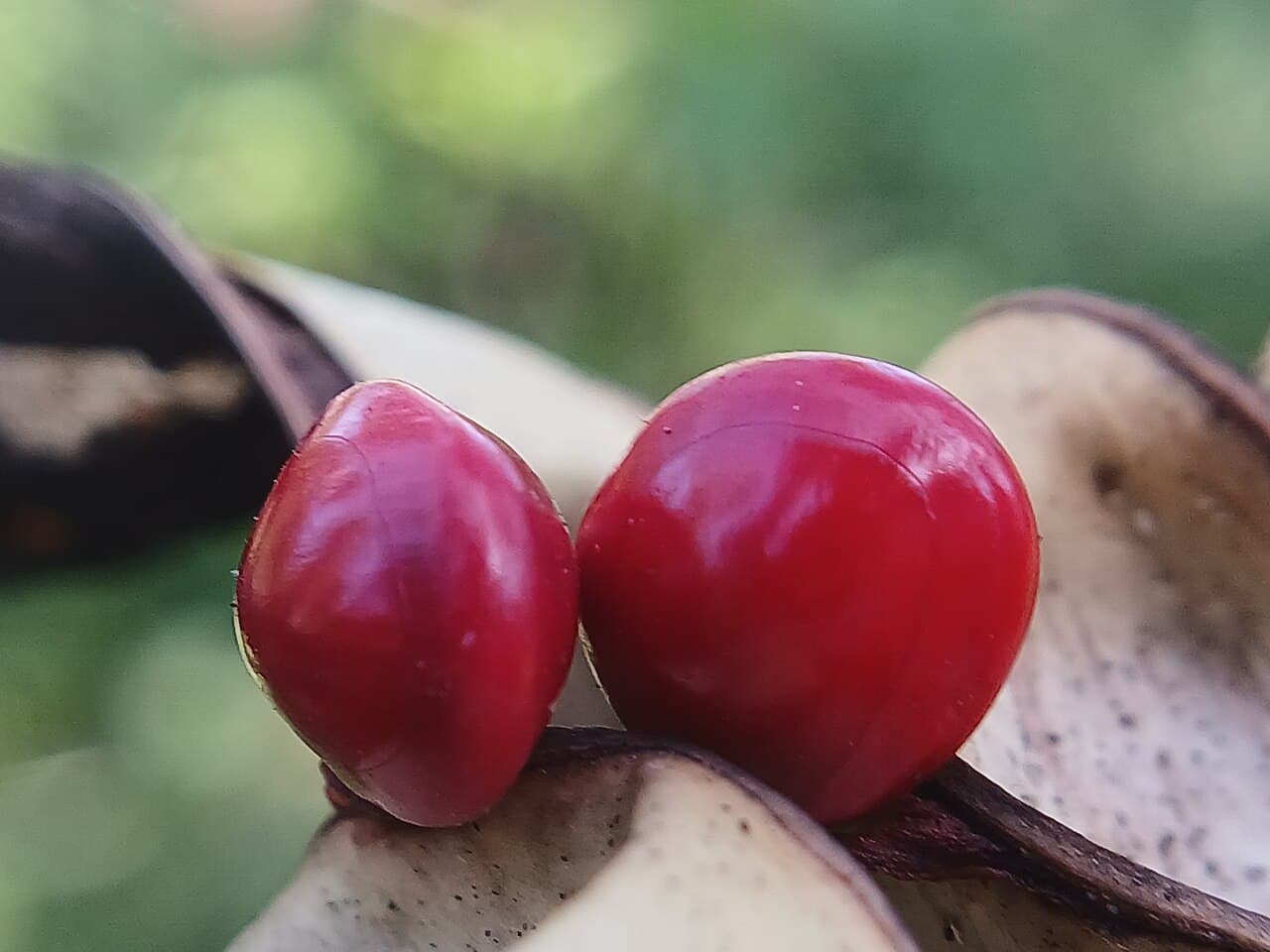 Adenanthera pavonina Red Bead Tree Seeds