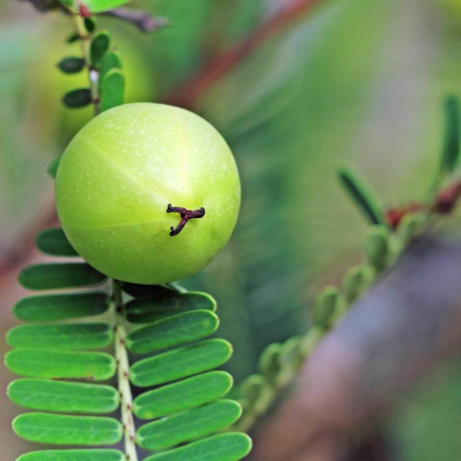 Phyllanthus Emblica, Amla Seeds