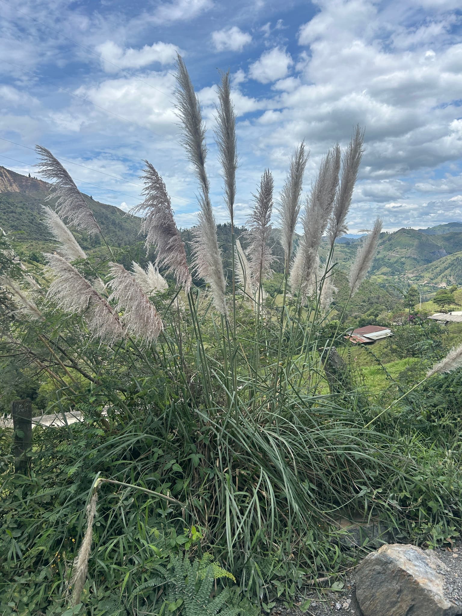 Cortaderia nitida Seeds