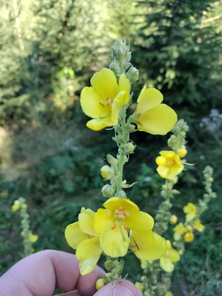 Yellow-Flowered Mullein Seeds (Verbascum phlomoides)