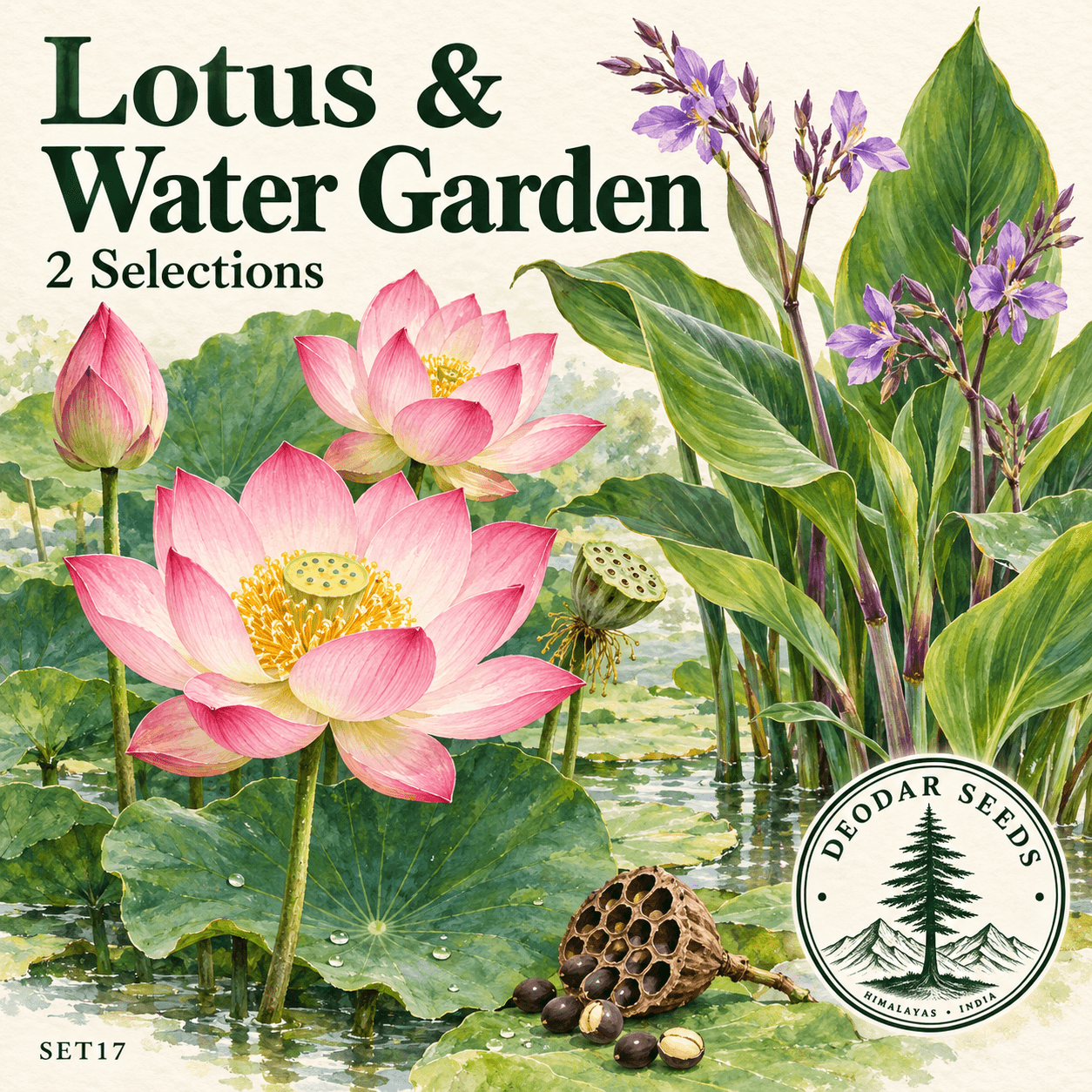 Lotus & Water Lily Collection — 2 Seed Selections